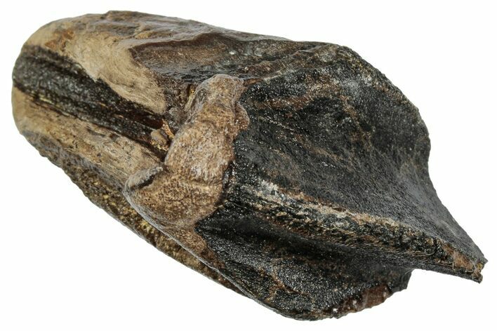 Fossil Triceratops Tooth with Partial Root - Wyoming #358157